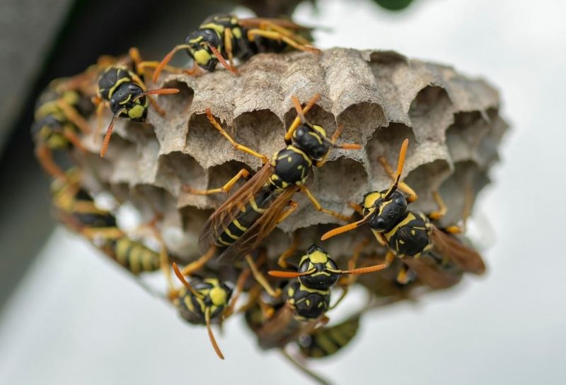 Wasps, Hornets, And Yellow Jackets