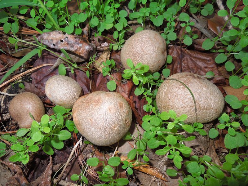 Watch Air Potato Bulbils When Clearing Vines Watch Air Potato Bulbils When Clearing Vines