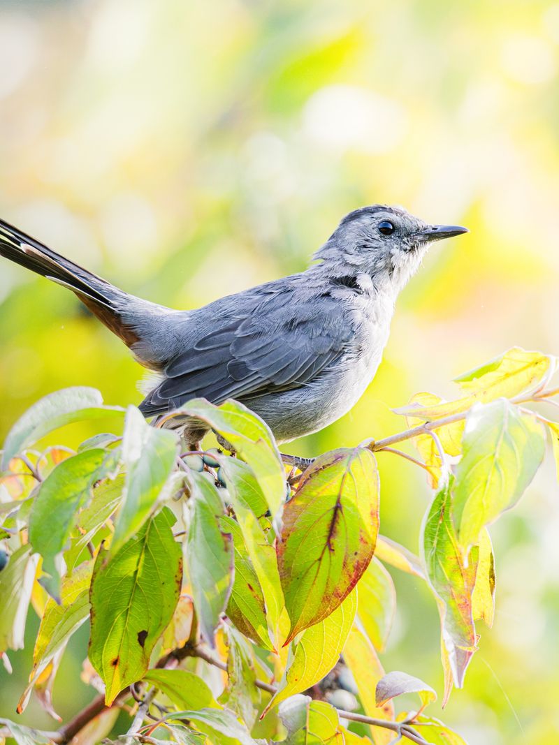 Watch Birds Find Marlberry’s Dark Fruits In Fall