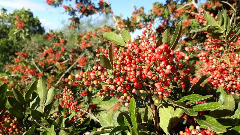 Watch Birds Turn One Berry-Laden Shrub Into A Much Bigger Problem
