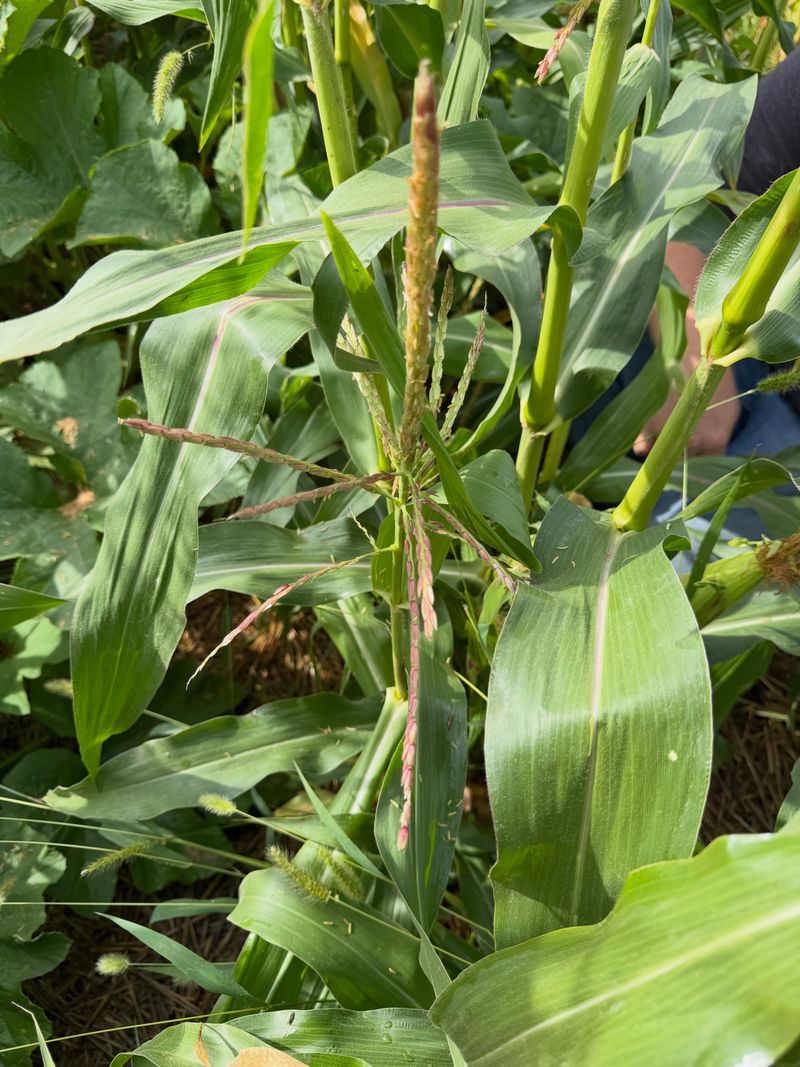 Watch Corn Leaves Before Harvest