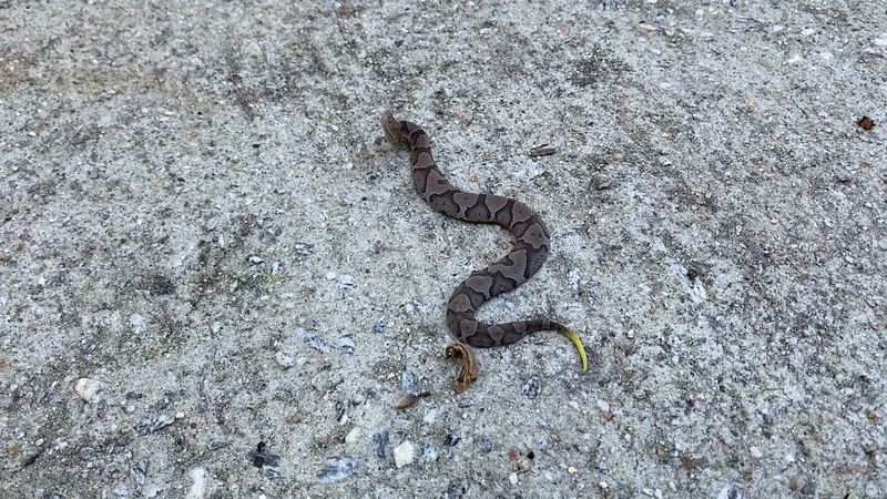 Watch For A Snake About The Length Of A Pencil Watch For A Snake About The Length Of A Pencil