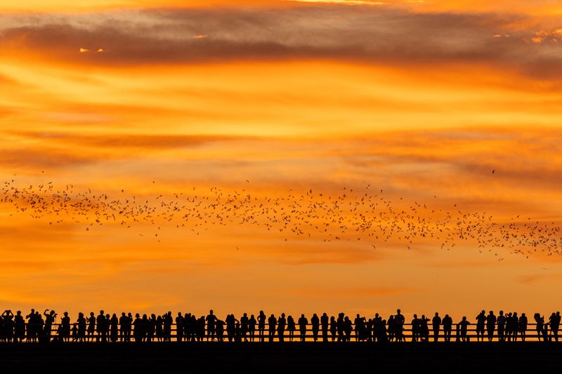 Watch For Bats Leaving At Dusk