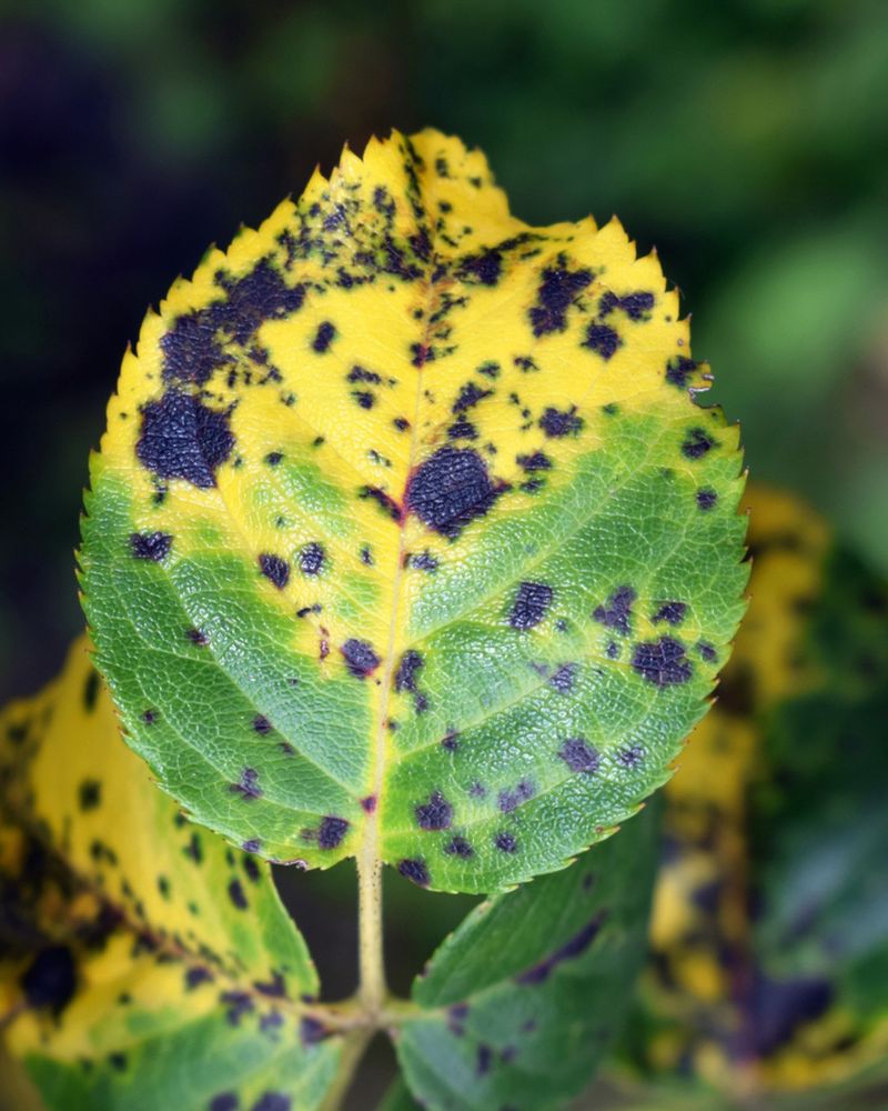 Watch For Black Spot As Fall Conditions Begin To Change