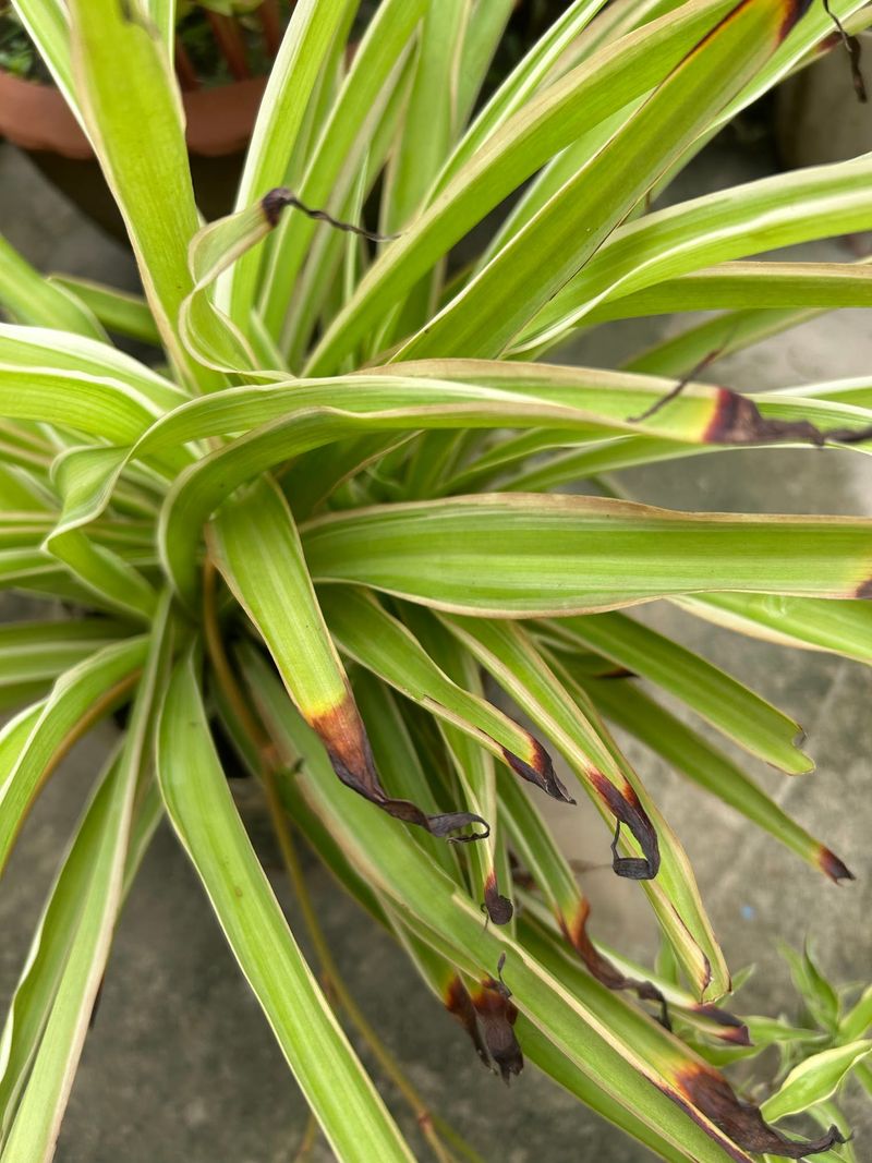 Watch For Brown Leaf Tips