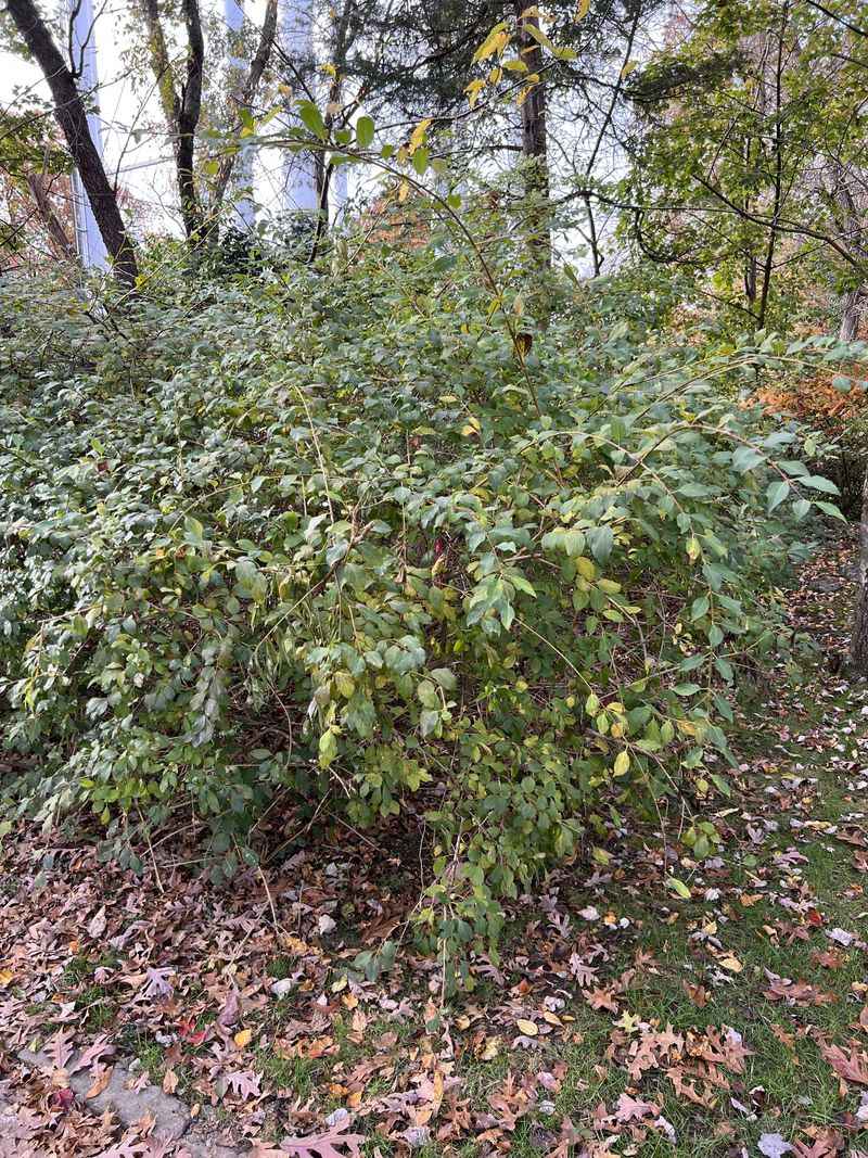 Watch For Escapes Along Woods And Edges Watch For Escapes Along Woods And Edges