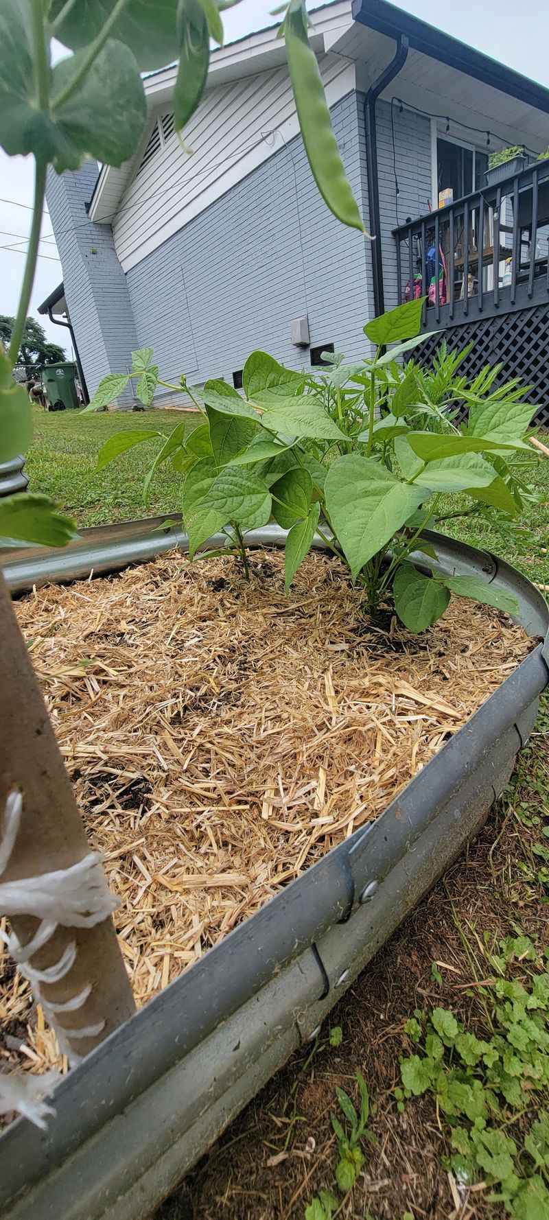 Watch For Fast Germination In Warm Soil