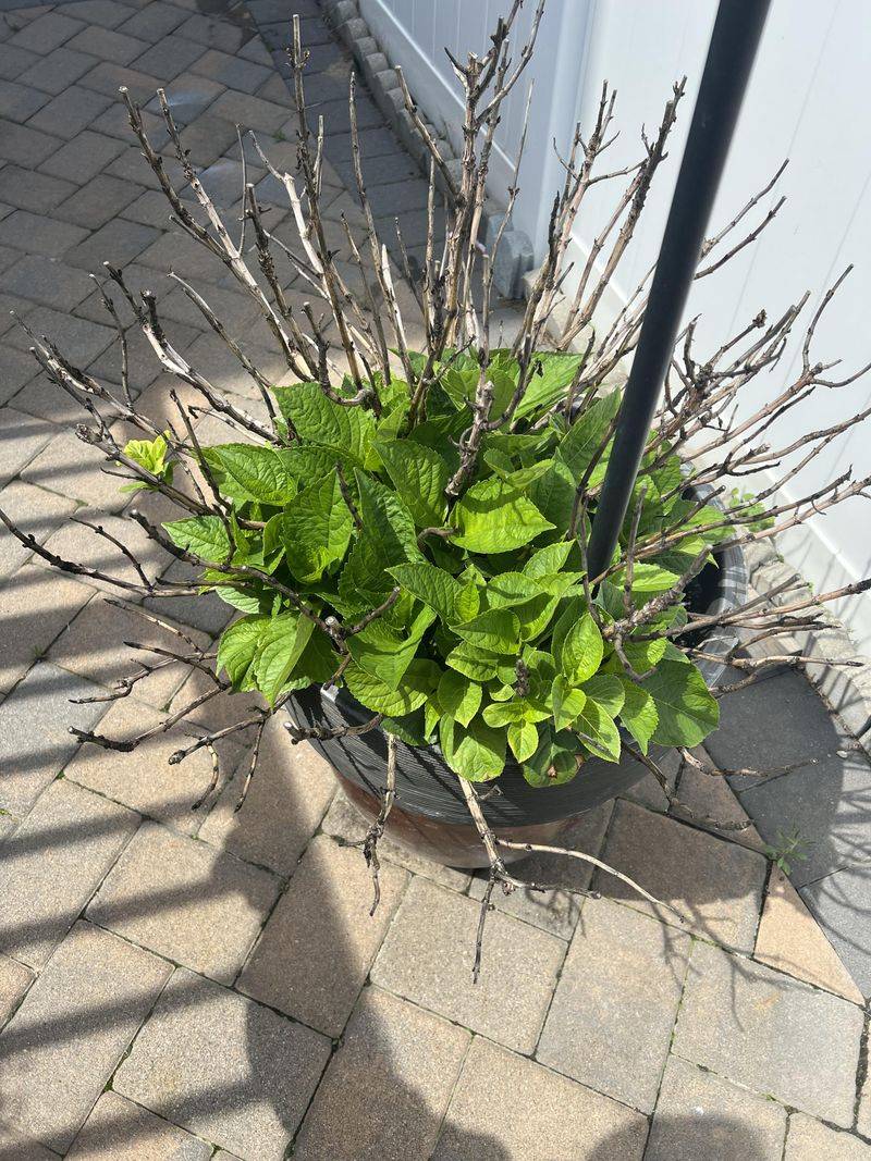 Watch For Fresh Leaves And Shoots