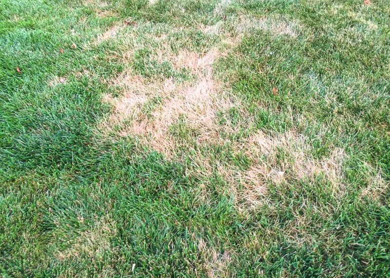 Watch For Fungal Disease