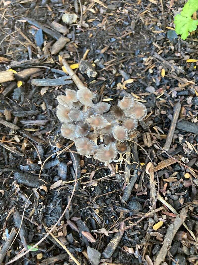 Watch For Fungal Problems After Wet Weather