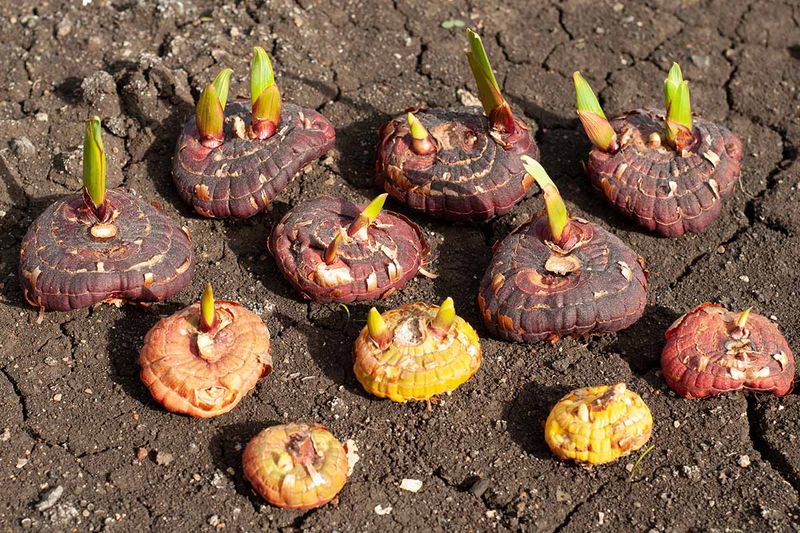 Watch For Gladiolus Thrips