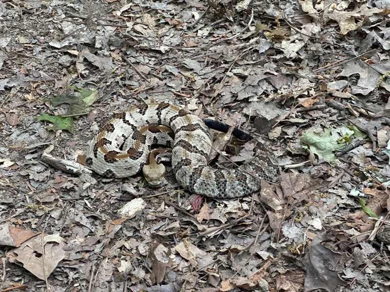 Watch For Gray And Tan Coloring In Leaf Litter