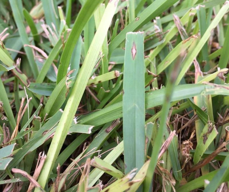 Watch For Gray Leaf Spot Signs