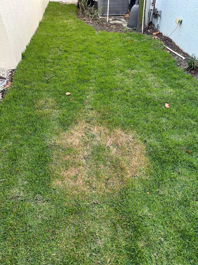 Watch For Large Patch In Cool Wet Spells