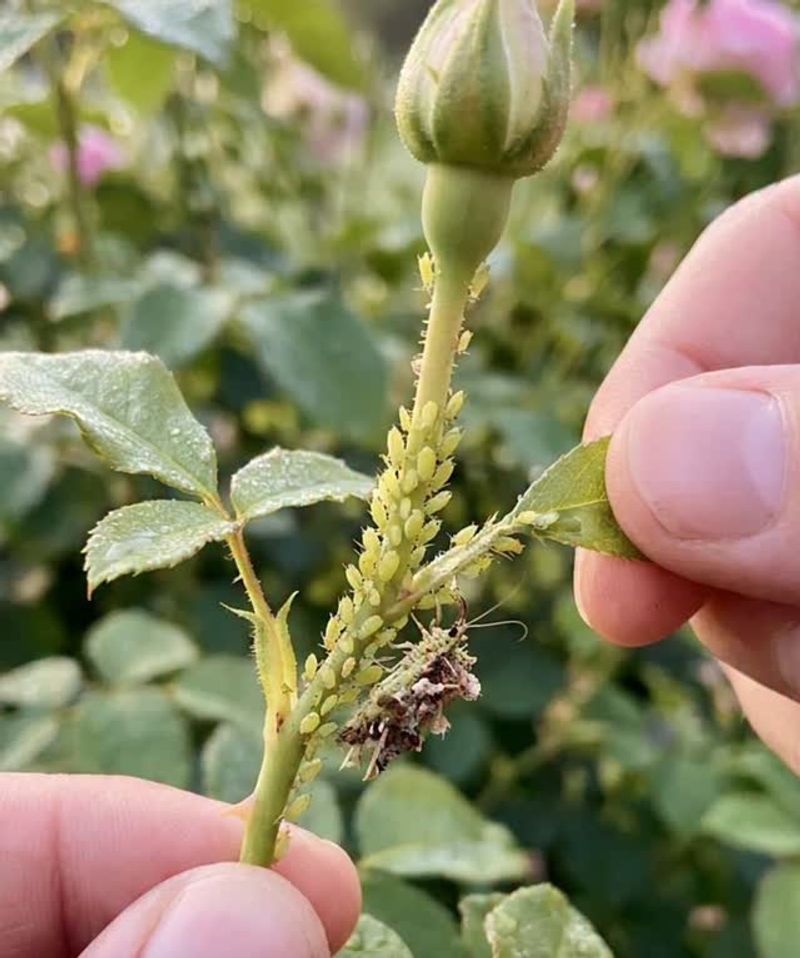 Watch For Late-Season Aphids And Spider Mites Watch For Late-Season Aphids And Spider Mites