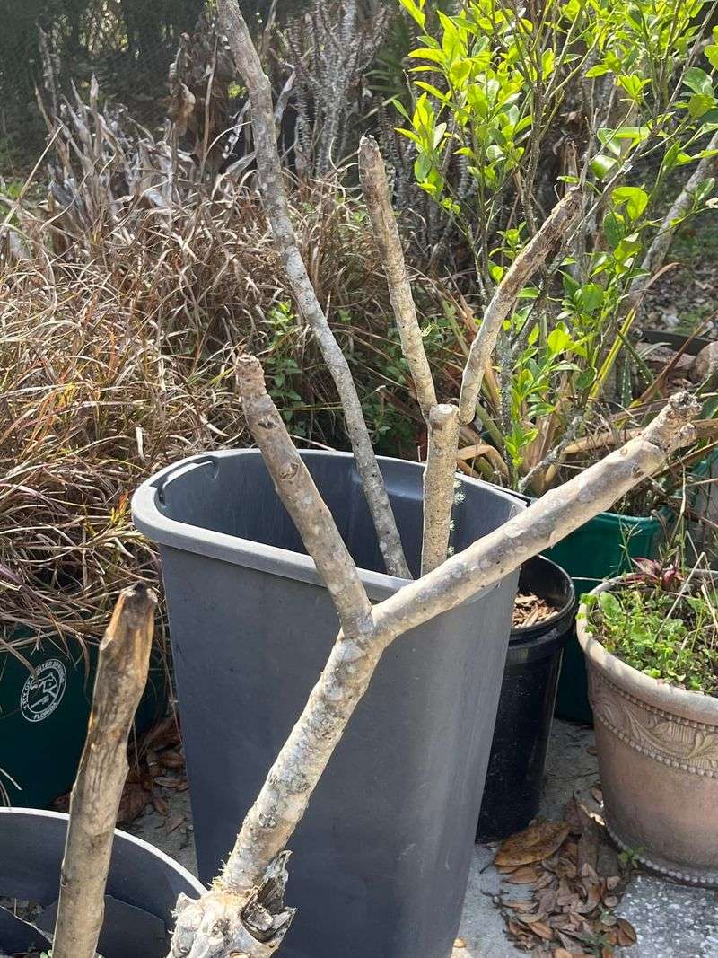 Watch For New Growth Before Frost Watch For New Growth Before Frost