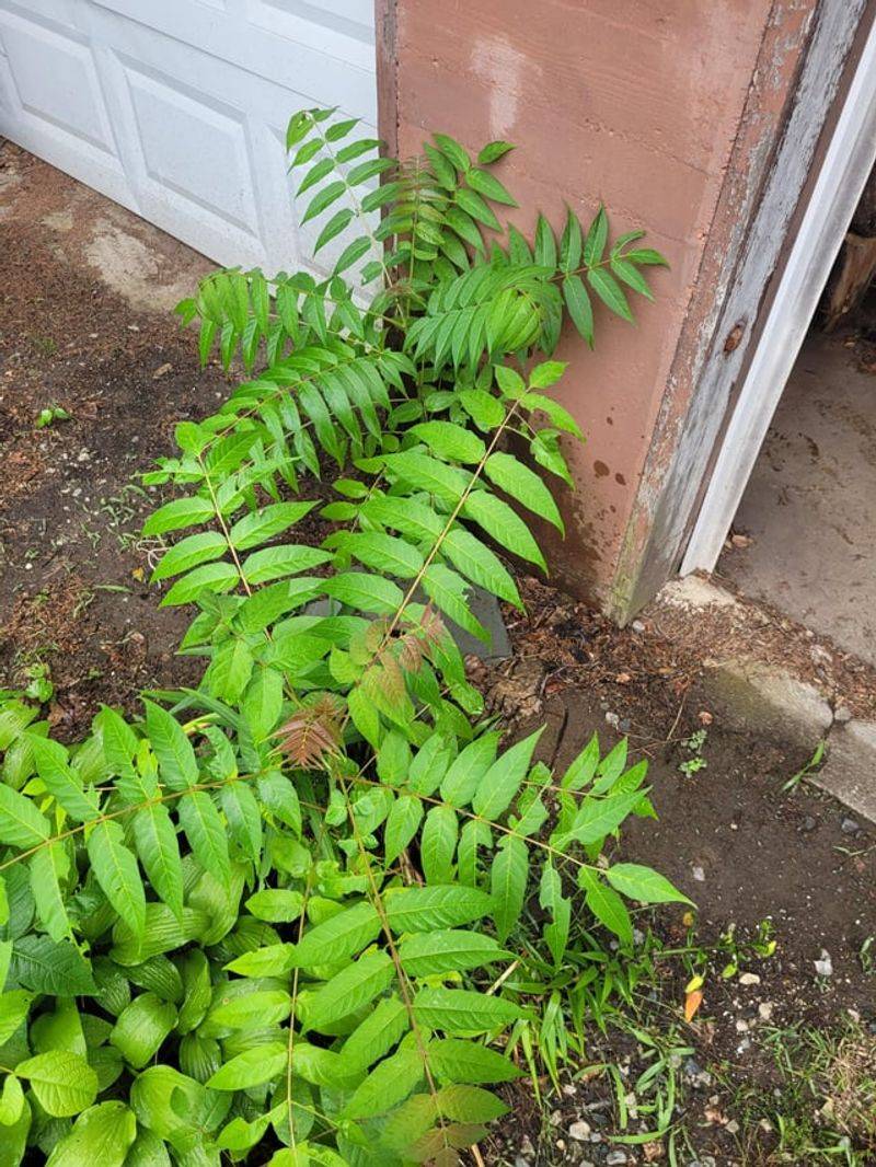 Watch For New Shoots Around Mature Trees