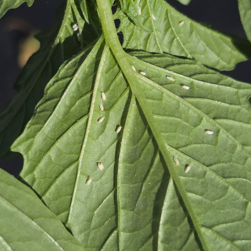 Watch For Pests And Disease Signs
