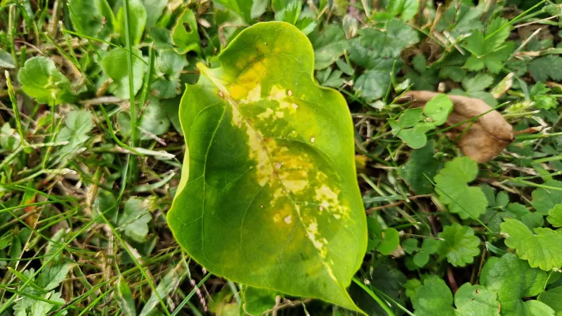 Watch For Pests And Problems Early