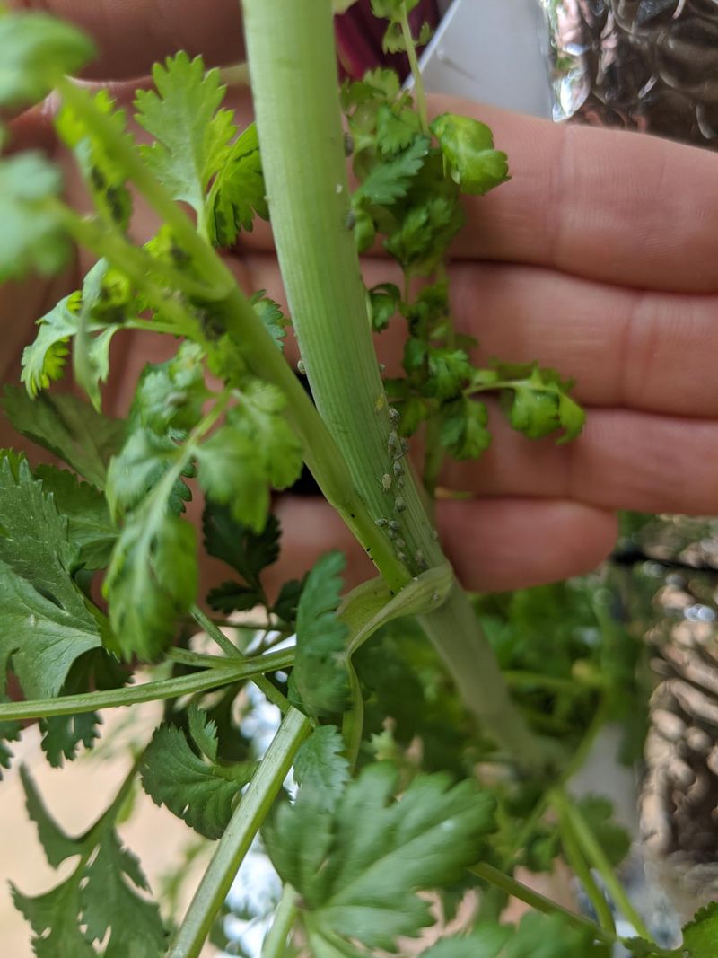 Watch For Pests Before Moving Herbs Indoors Watch For Pests Before Moving Herbs Indoors
