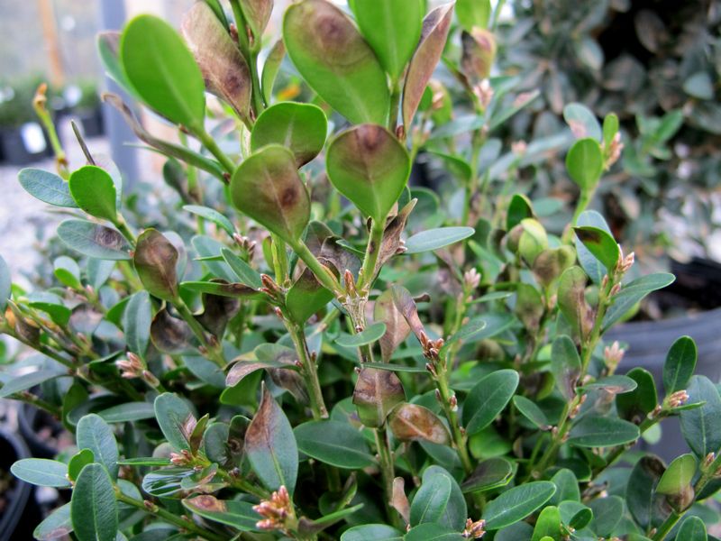 Watch For Pests, Disease, And Drought Stress