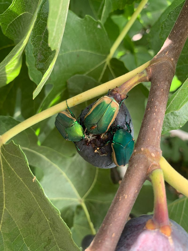 Watch For Pests That Mimic Neglect Symptoms