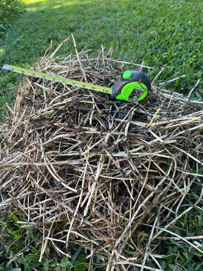 Watch For Rhizomes Left Beneath The Soil