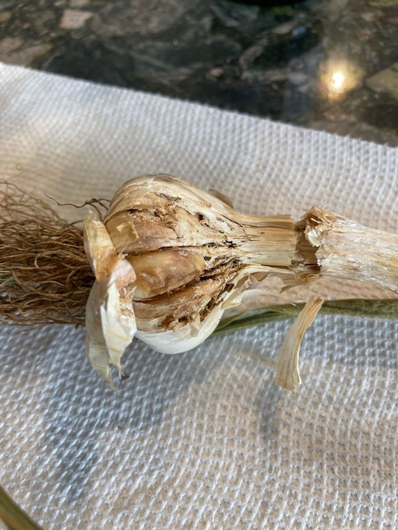 Watch For Rust And Nematodes In Damp Beds Watch For Rust And Nematodes In Damp Beds