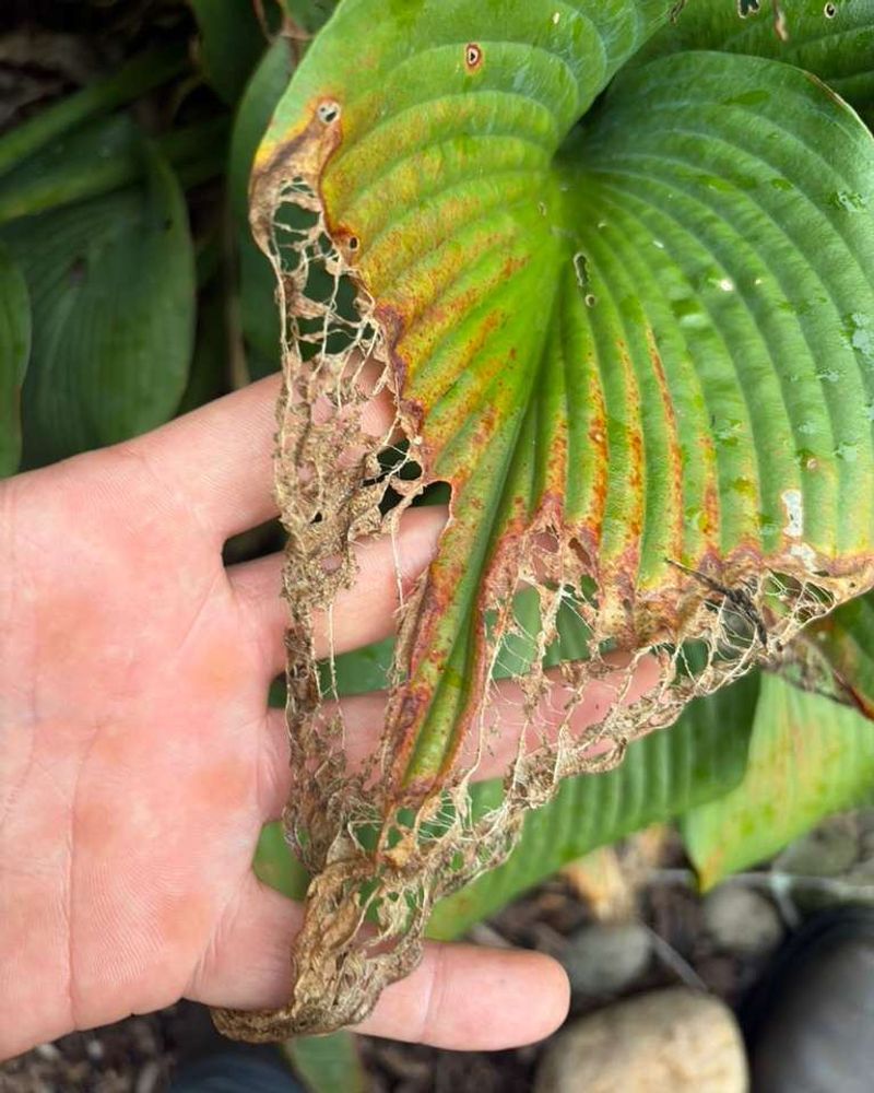 Watch For Slugs And Other Pests