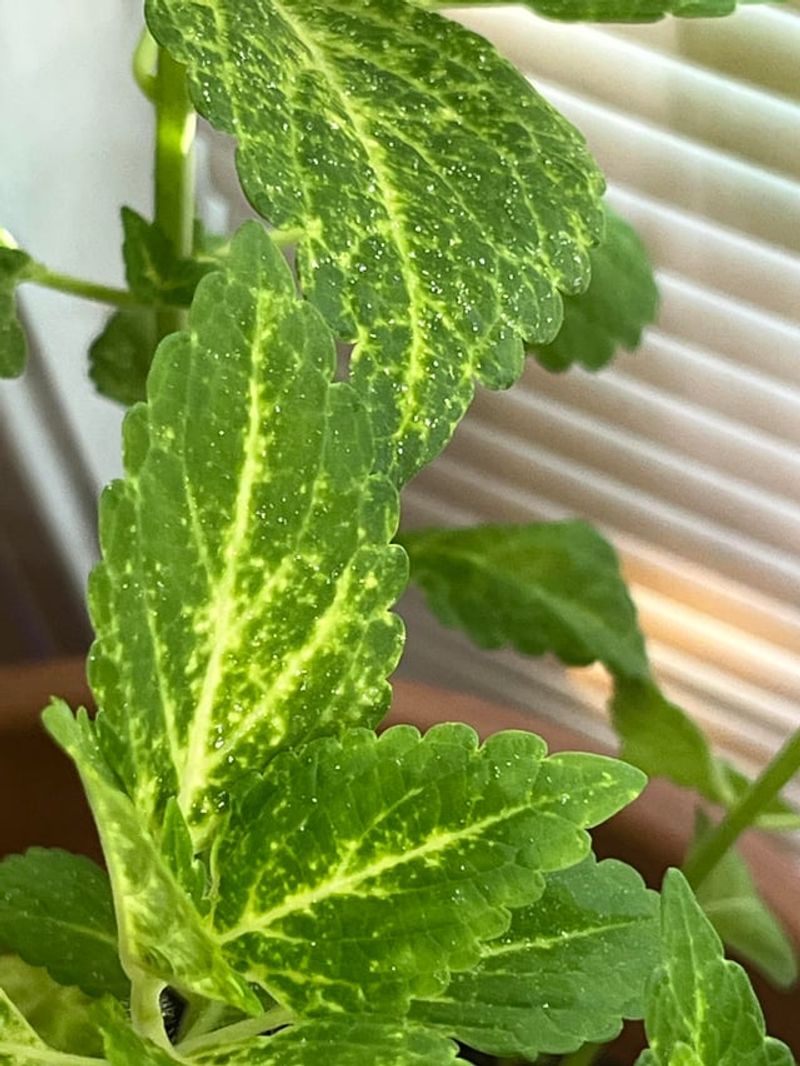 Watch For Spider Mites And Aphids Watch For Spider Mites And Aphids