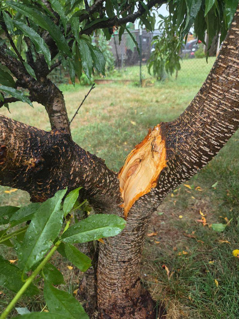 Watch For Split Branches Near The Trunk