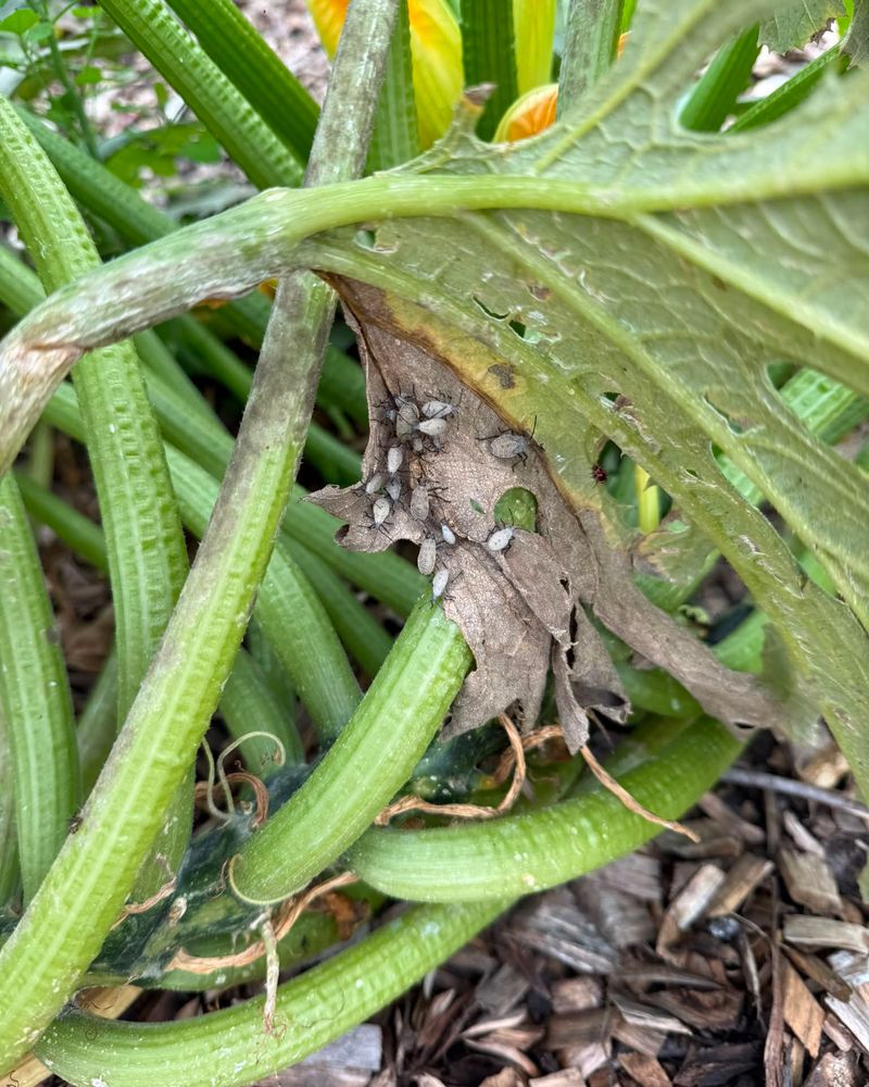 Watch For Squash Vine Borer Problems