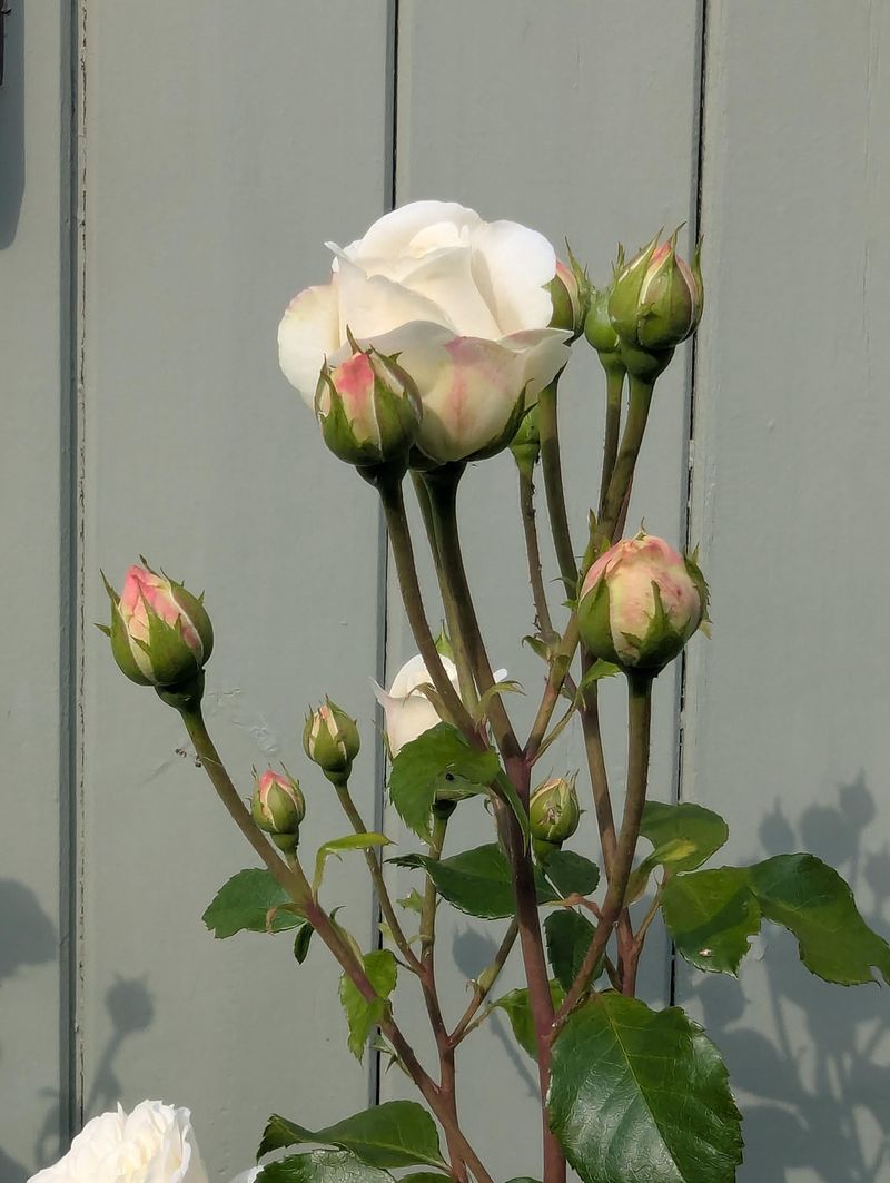 Watch For The Signs A Bloom Is Coming Watch For The Signs A Bloom Is Coming