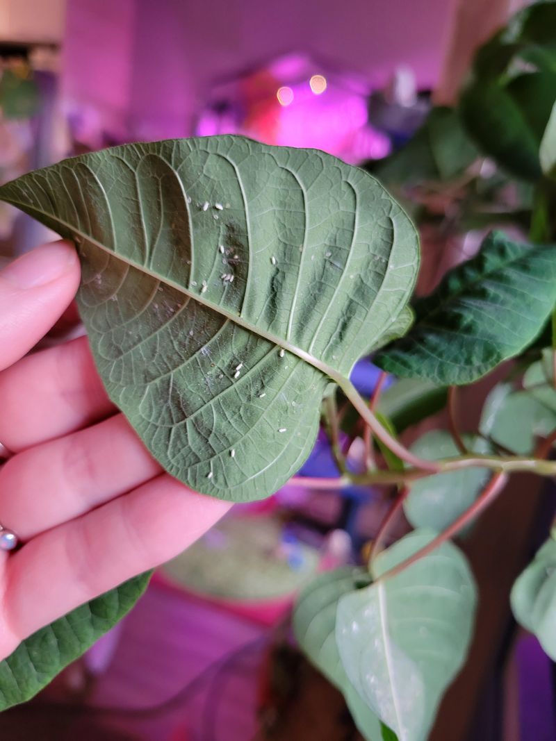 Watch For Tiny Pests Before They Multiply