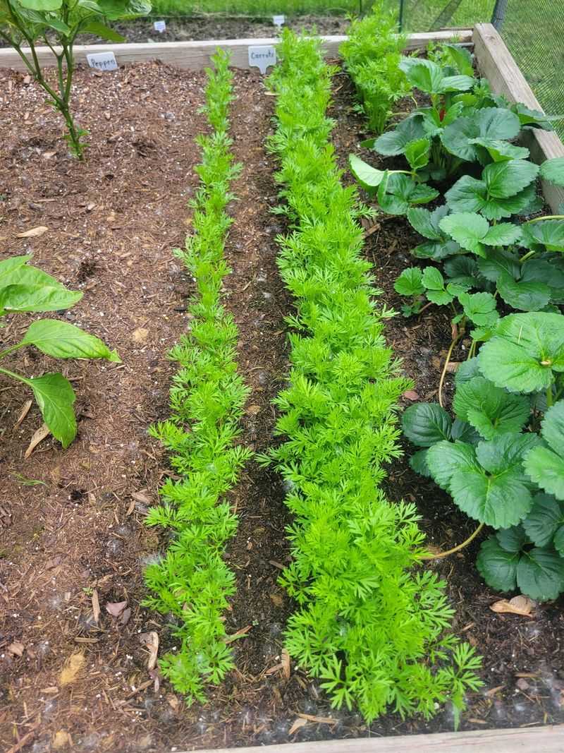 Watch For Uneven Germination Watch For Uneven Germination