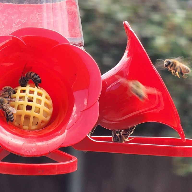 Watch For Wasps And Bees