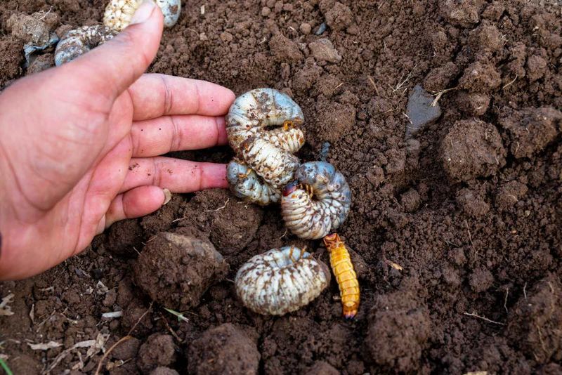 Watch For White Grubs Feeding Beneath Weakening Turf