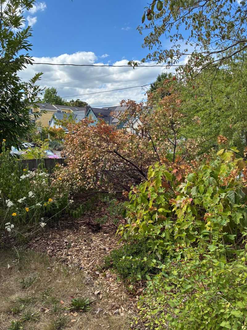 Watch For Wilting Before Damage Sets In