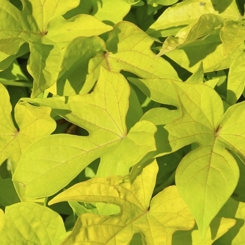 Watch For Yellowing Leaves And Vines