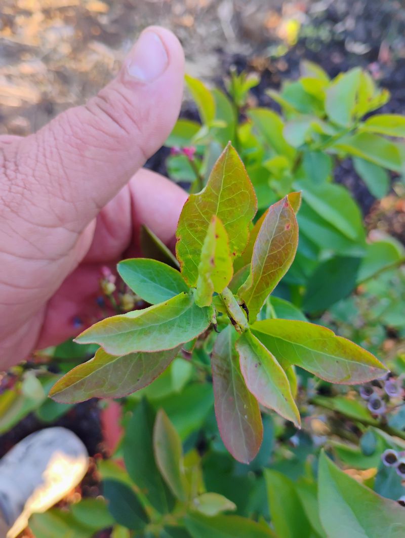 Watch For Yellowing Leaves