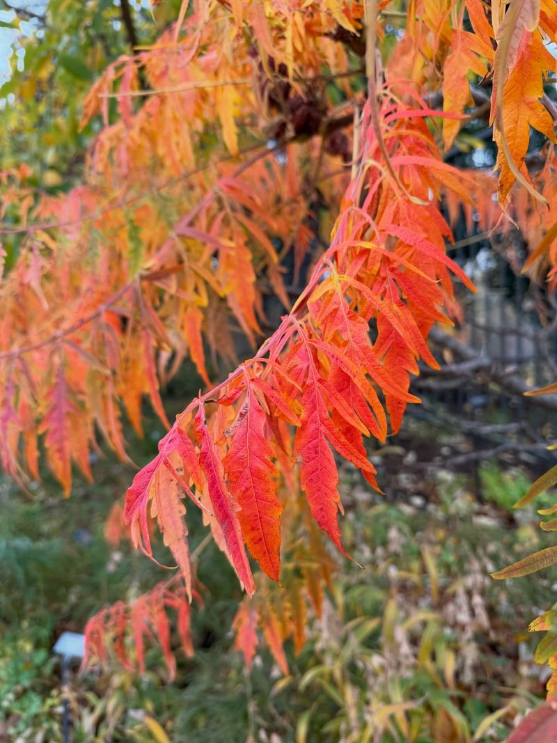 Watch Green Leaves Turn Orange And Scarlet