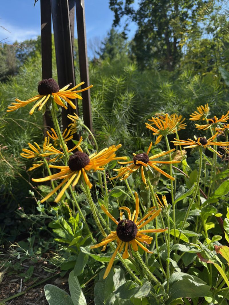 Watch Late Season Pollinators Prepare For Winter