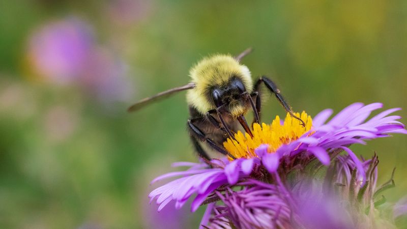 Watch Late Season Pollinators Prepare For Winter
