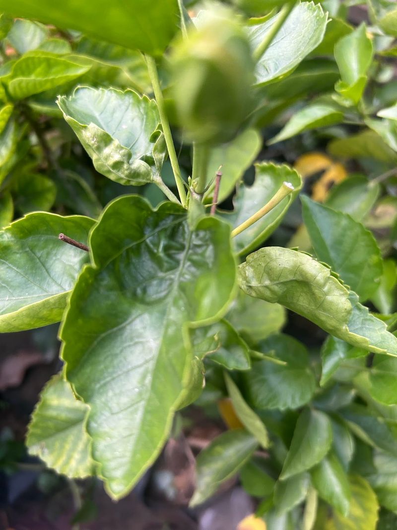 Watch New Growth For Twisting Or Distortion