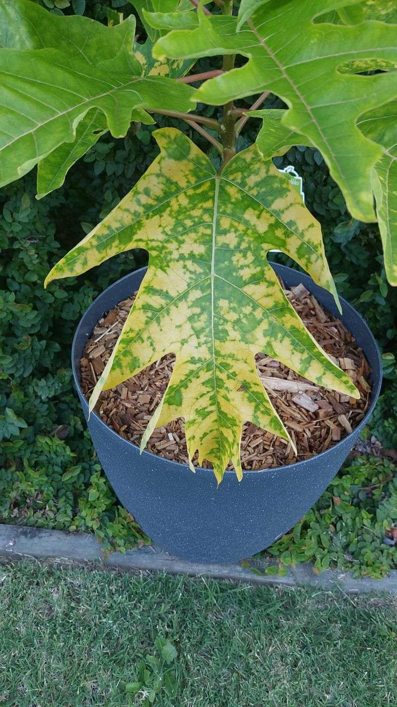 Watch New Leaves For Early Stress Signs Watch New Leaves For Early Stress Signs
