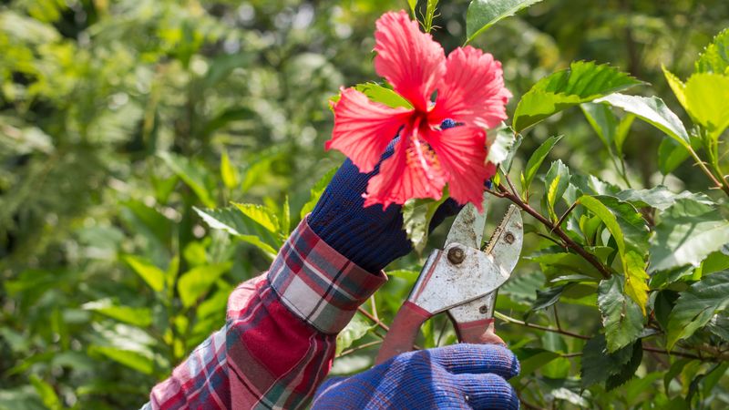 Watch New Shoots After A Heavy Hibiscus Cutback