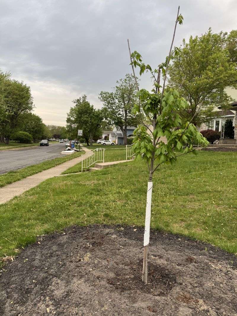 Watch Out For Soggy, Waterlogged Soil