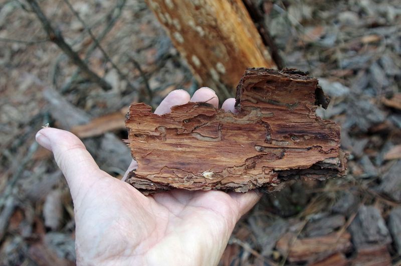 Watch Pine Trees For Invasive Pest Pressure