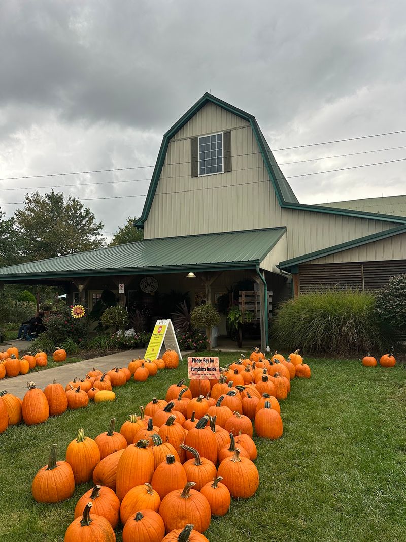 Watch Pumpkins Fly At Maize Valley In Hartville Watch Pumpkins Fly At Maize Valley In Hartville