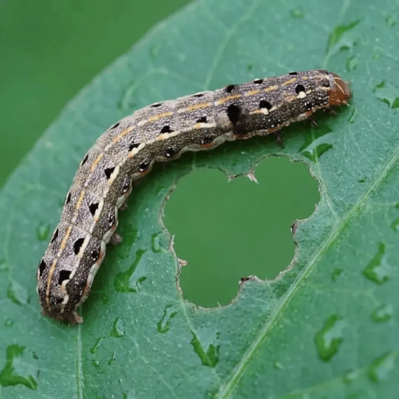 Watch September For The Turf Pests Summer Left Behind